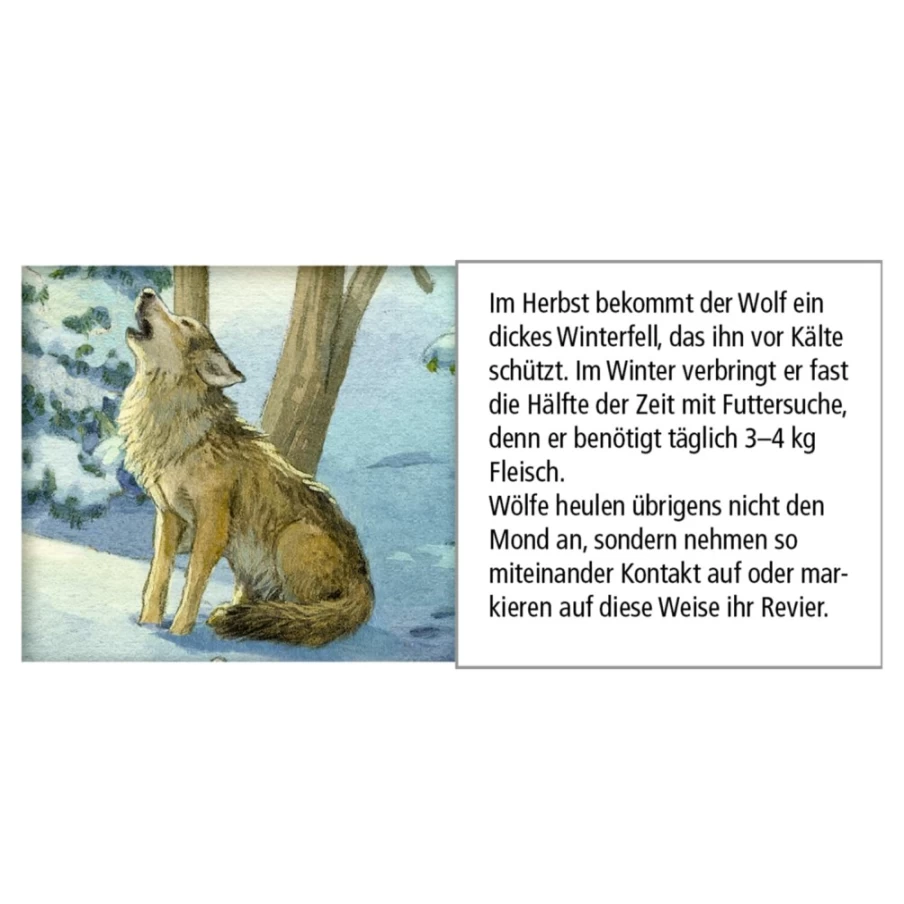 Käthe Wohlfahrt Animals In The Winter Forest Advent Calendar – Festive Holiday Countdown Decor